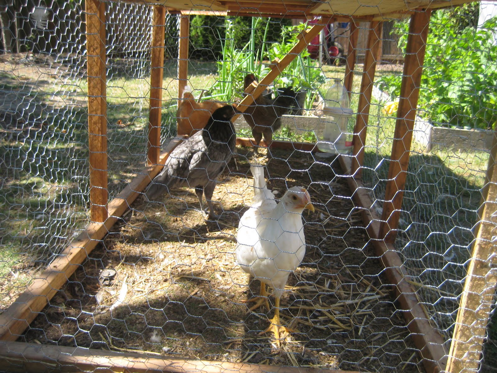 FIVE CHICKENS New Chickens.... what to do with the old ones?